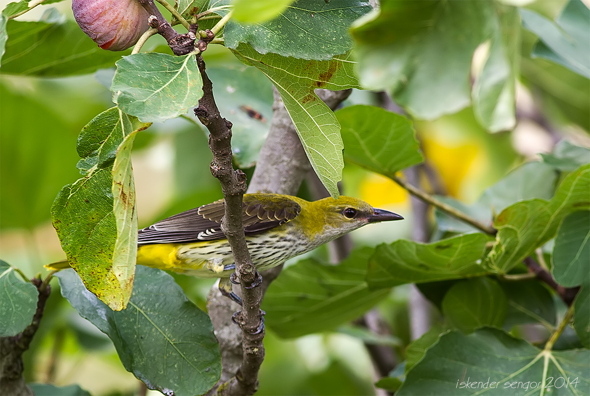 Eurasian Golden Oriole