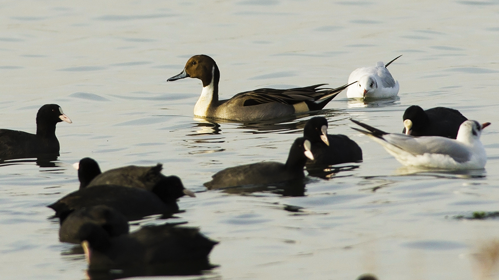 Northern Pintail