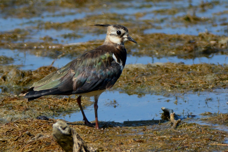 Northern Lapwing