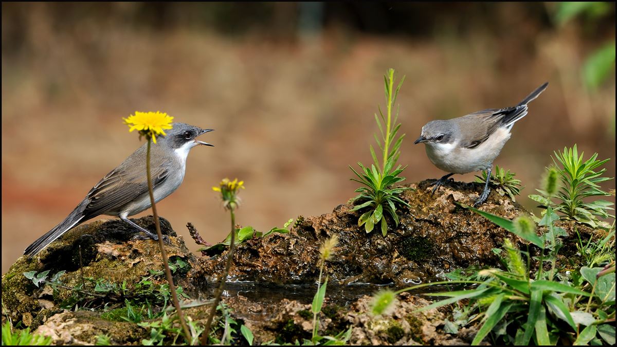 Lesser Whitethroat
