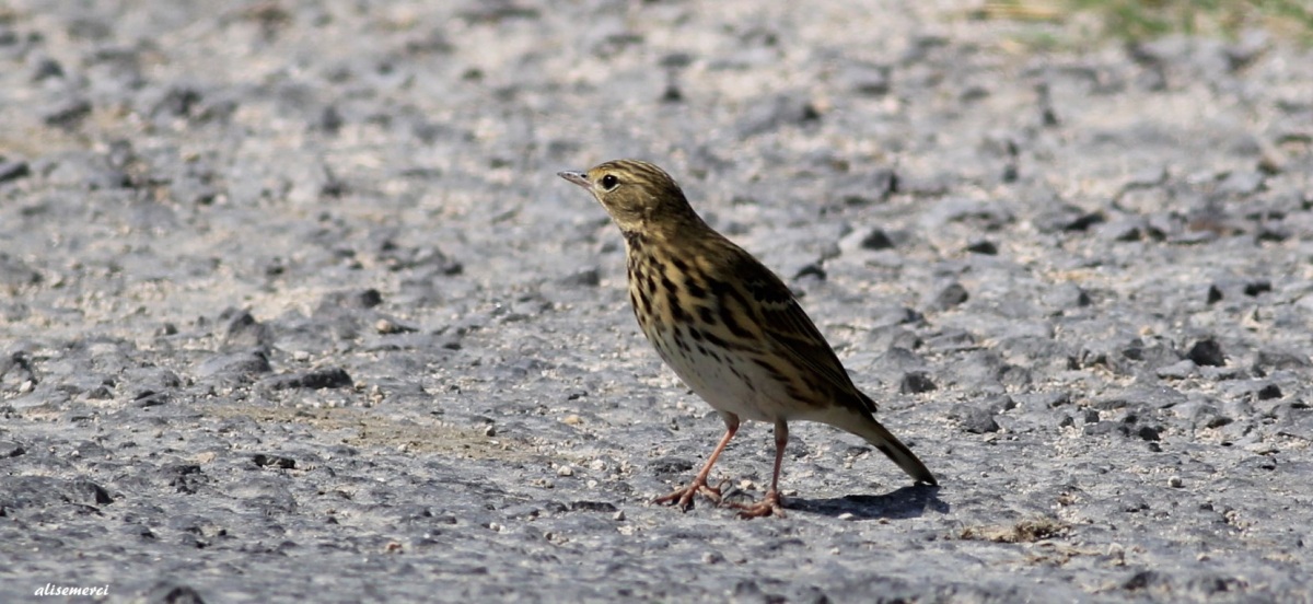 Tree Pipit