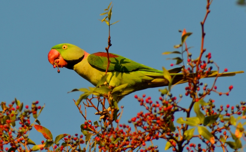 Alexandrine Parakeet