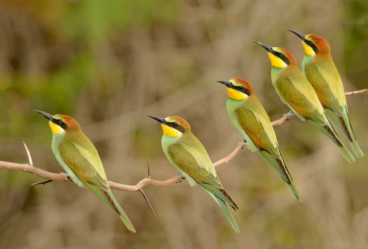 European Bee-eater