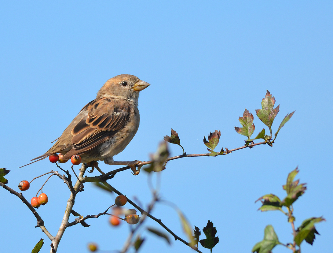 House Sparrow
