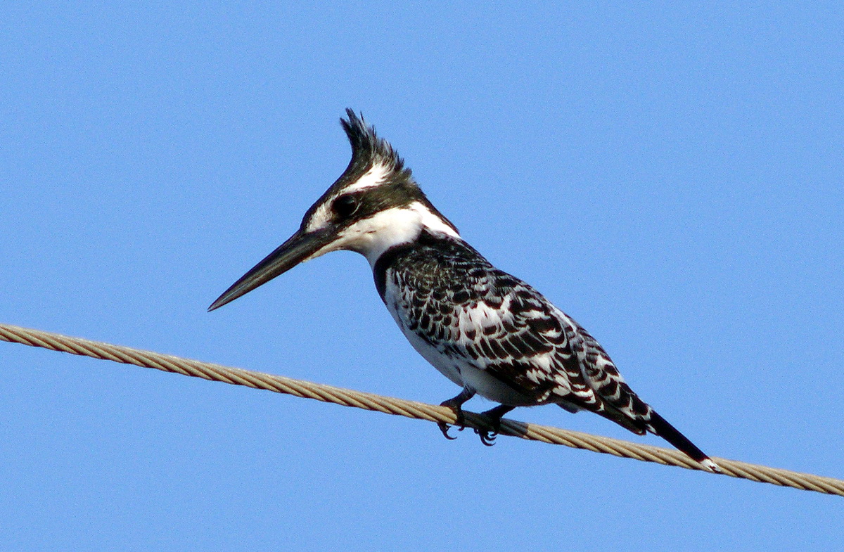 Pied Kingfisher