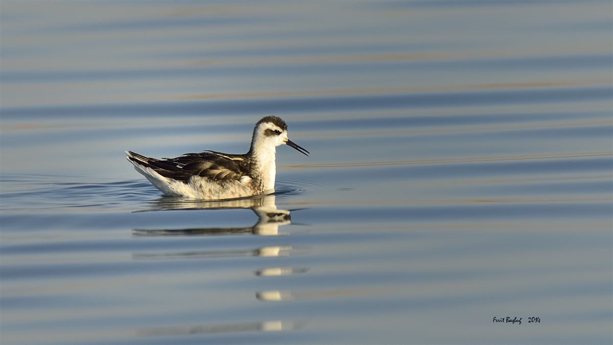 Red-necked Phalarope