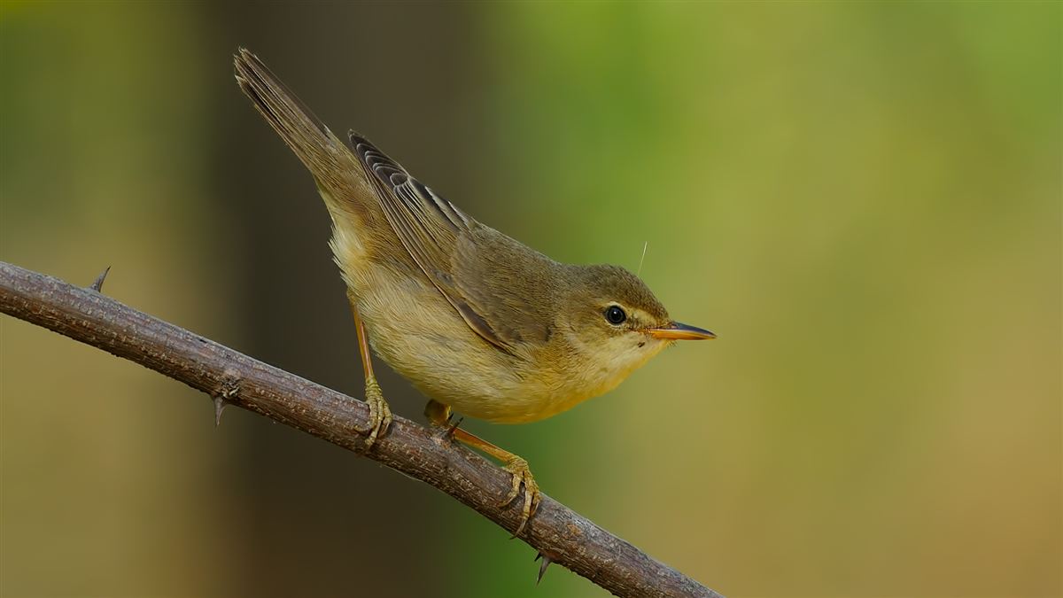 Marsh Warbler