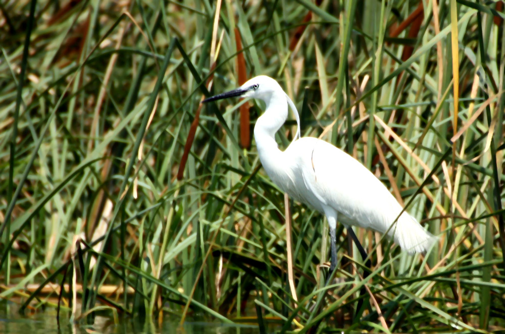 Little Egret