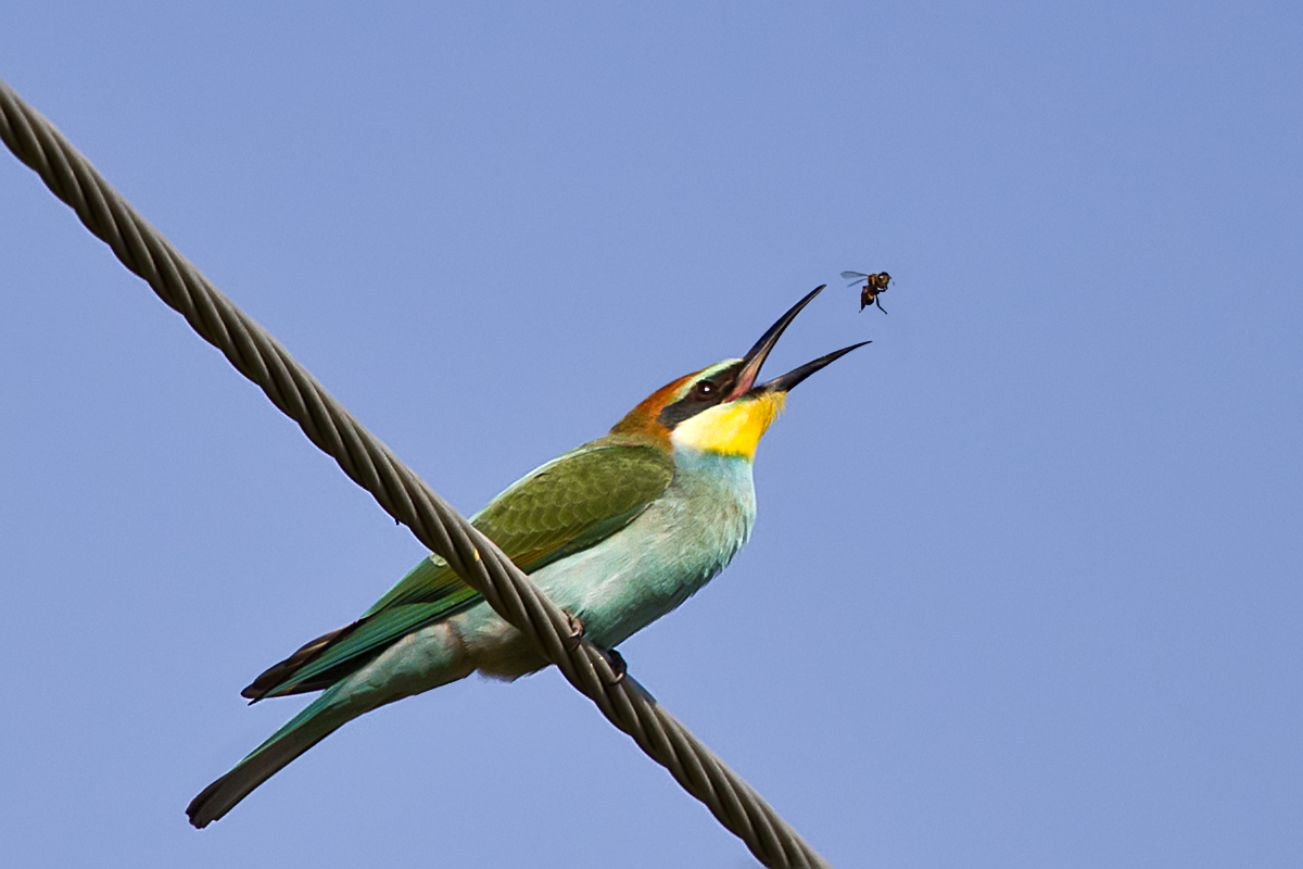 European Bee-eater