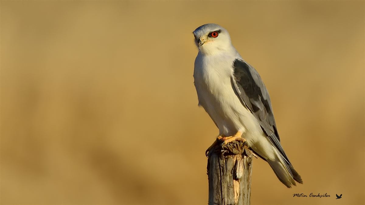 Black-winged Kite