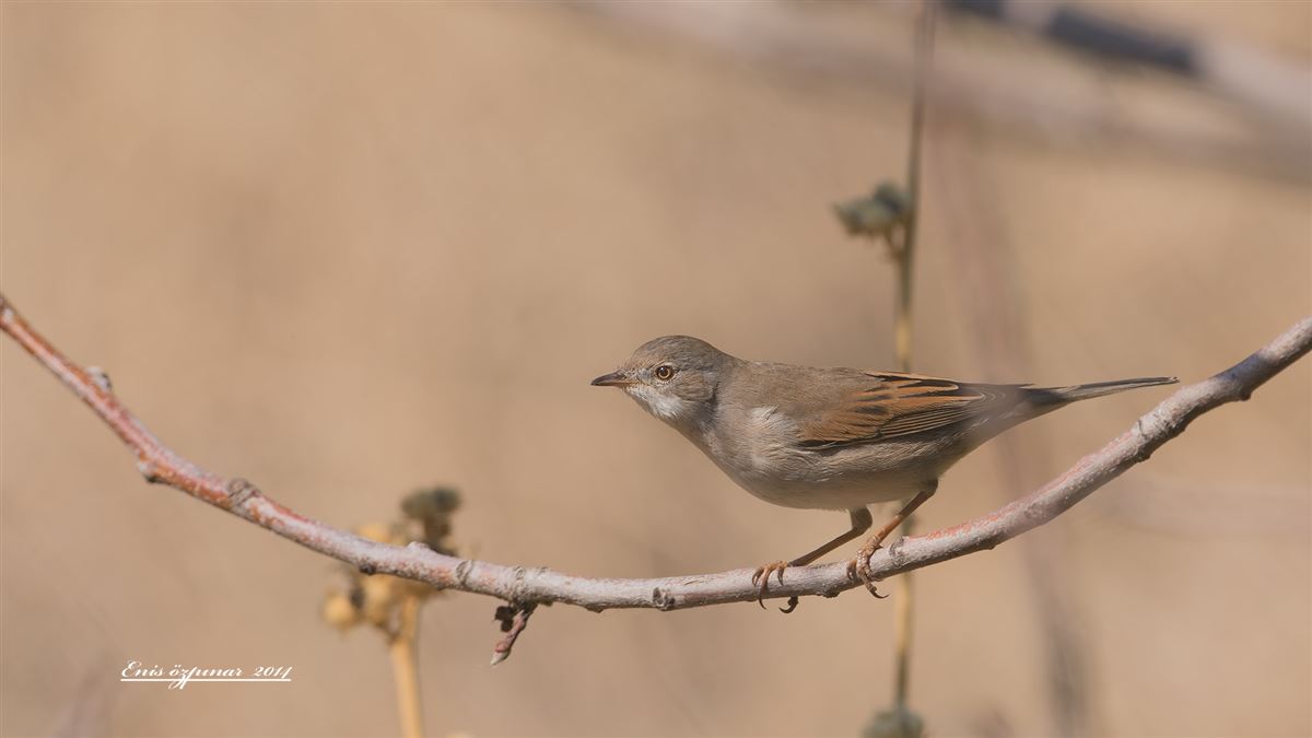 Common Whitethroat