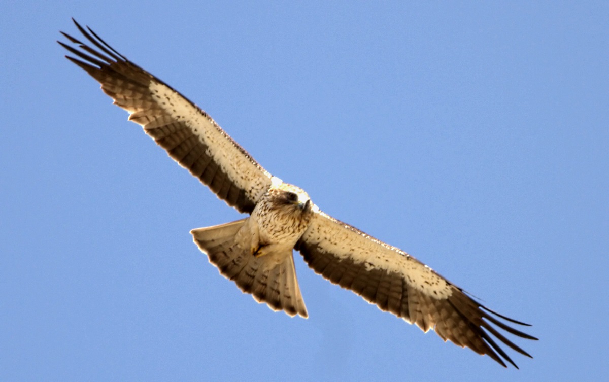 Küçük Kartal