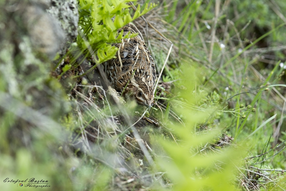 Common Quail
