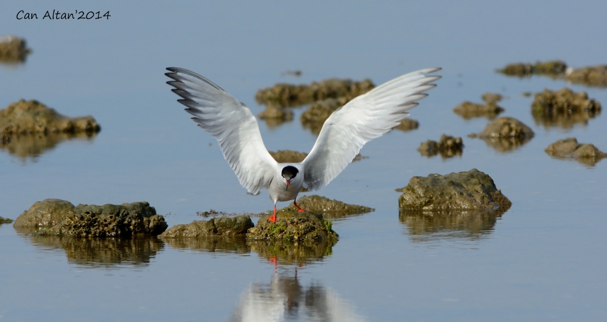 Common Tern