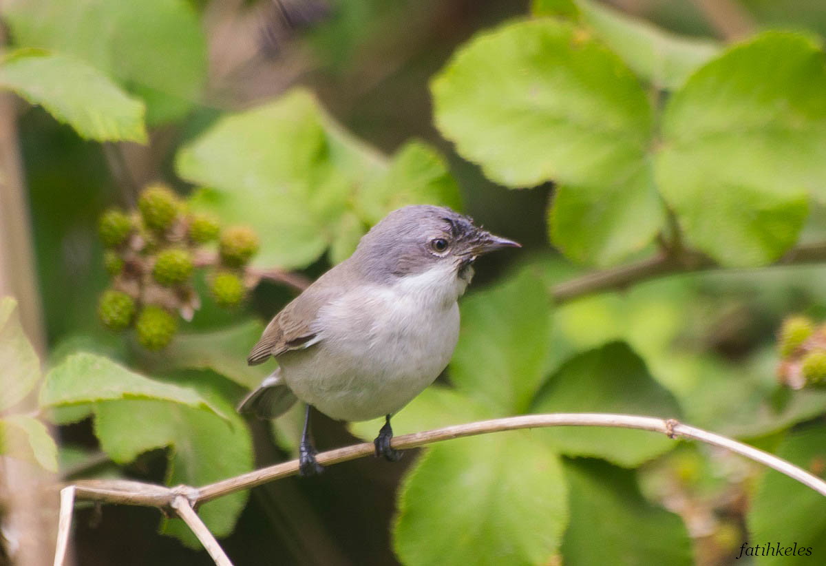 Lesser Whitethroat