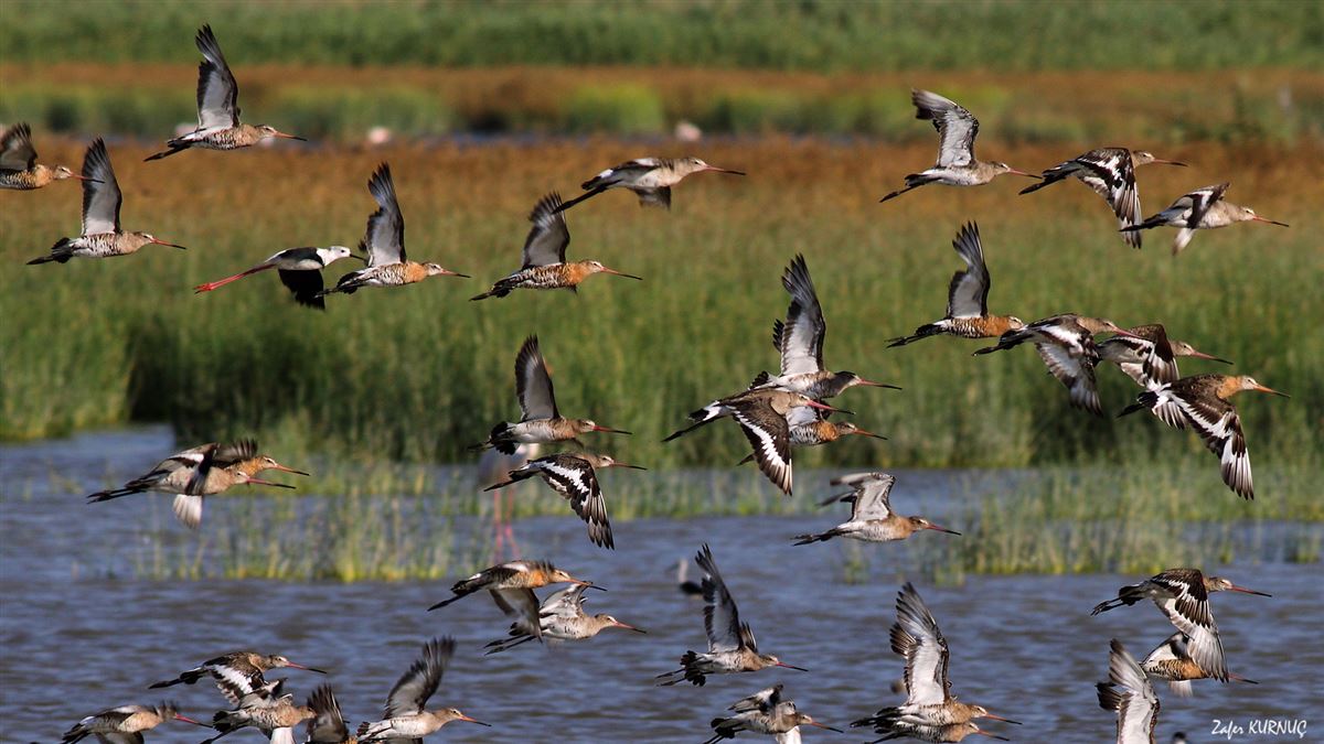 Black-tailed Godwit