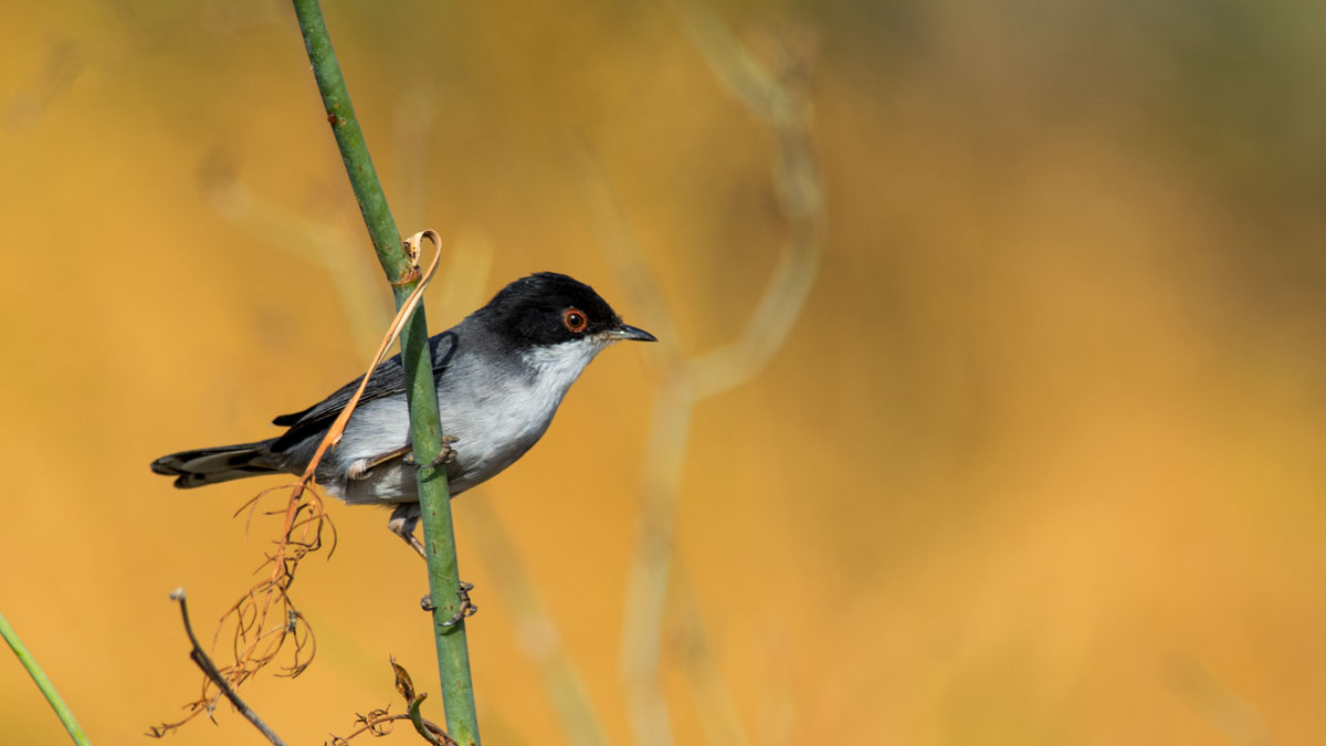 Sardinian Warbler