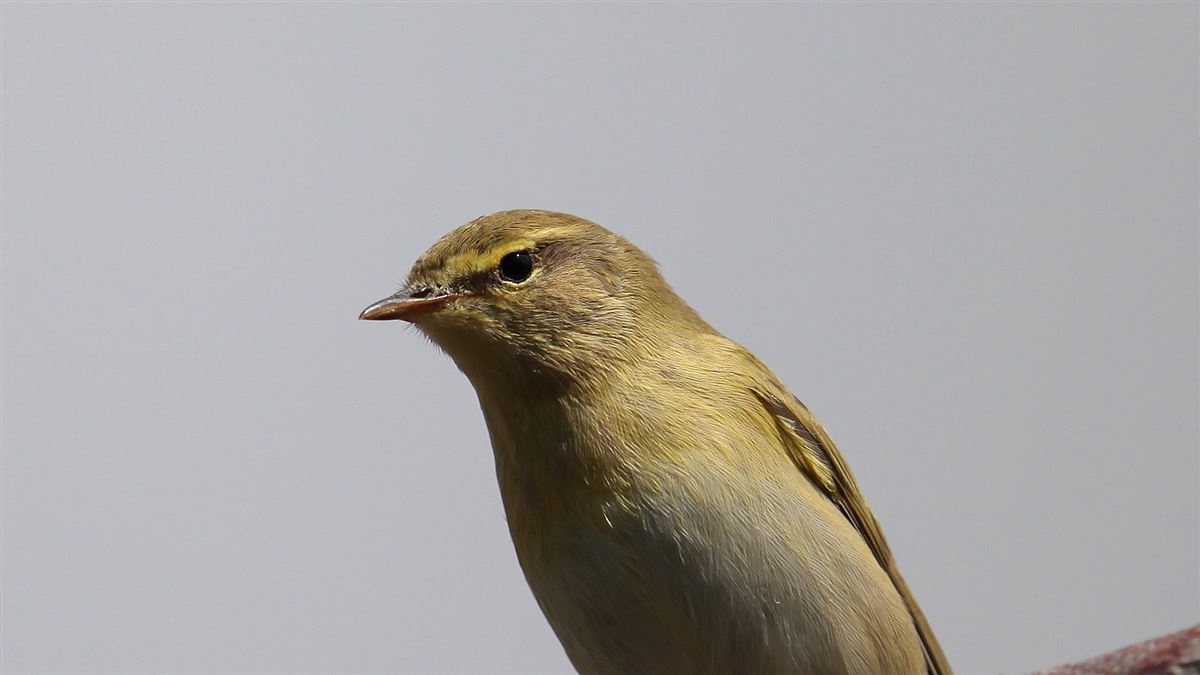 Willow Warbler