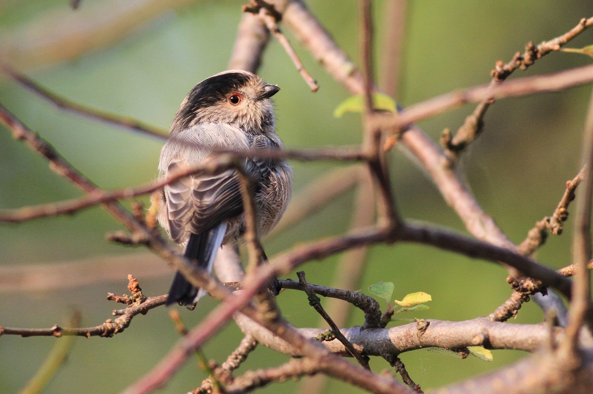 Long-tailed Tit