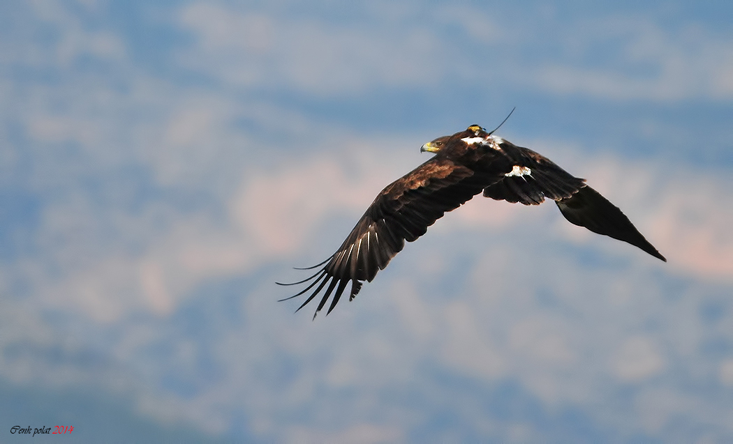 Greater Spotted Eagle