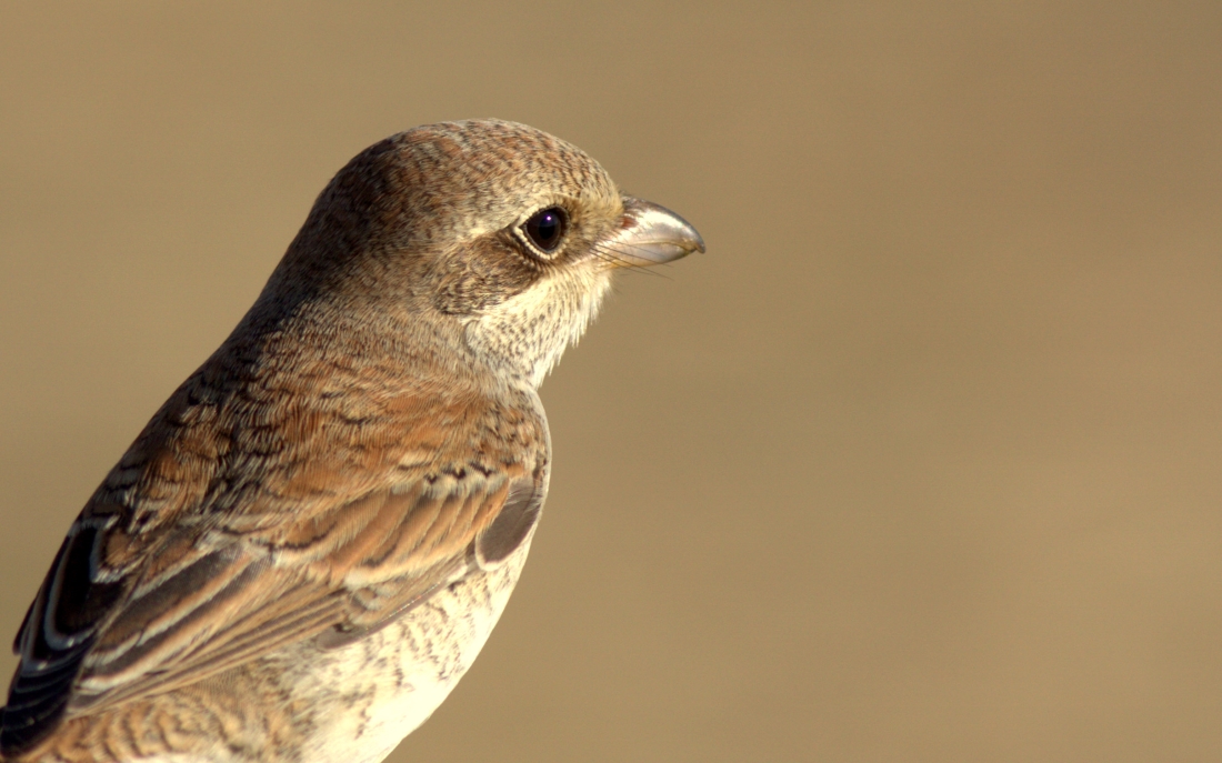 Red-backed Shrike