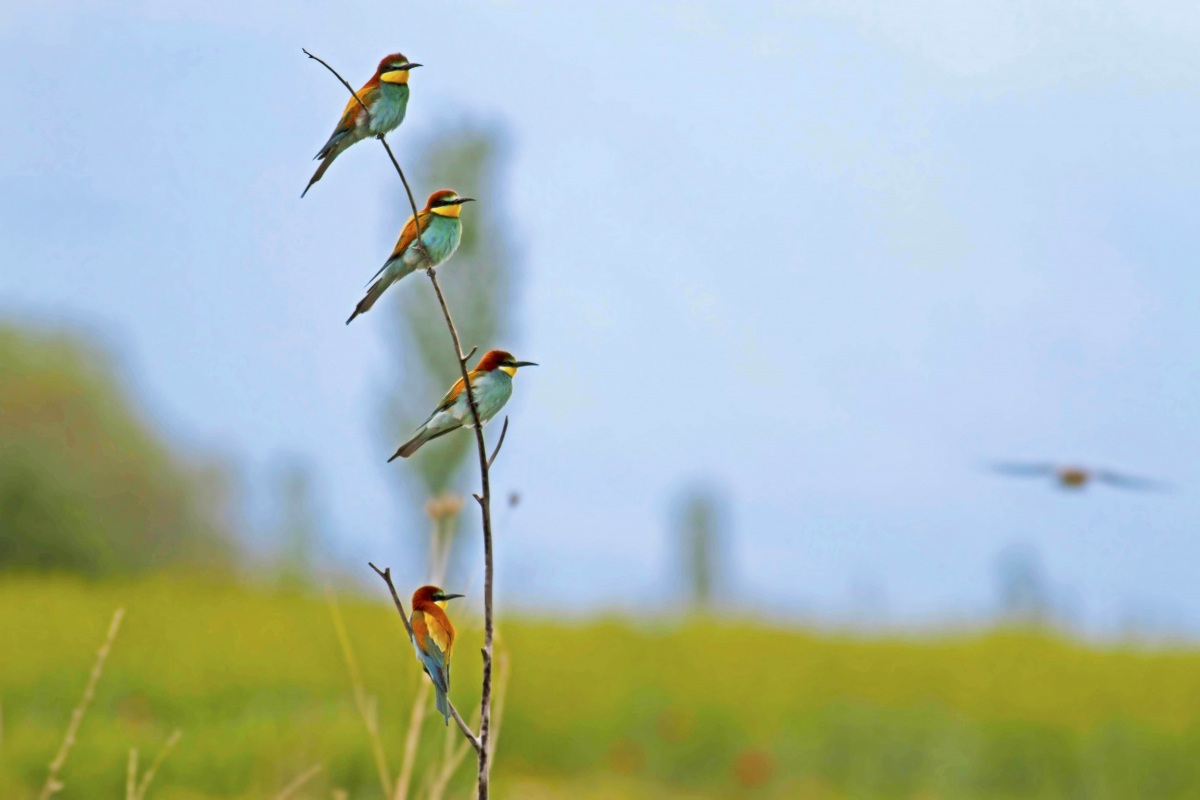 European Bee-eater