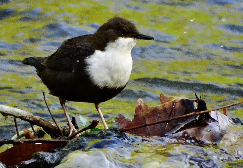 White-throated Dipper