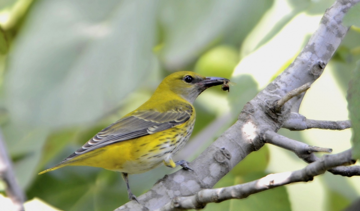 Eurasian Golden Oriole