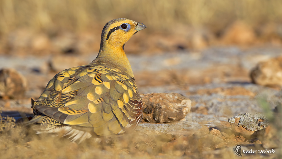 Pin-tailed Sandgrouse