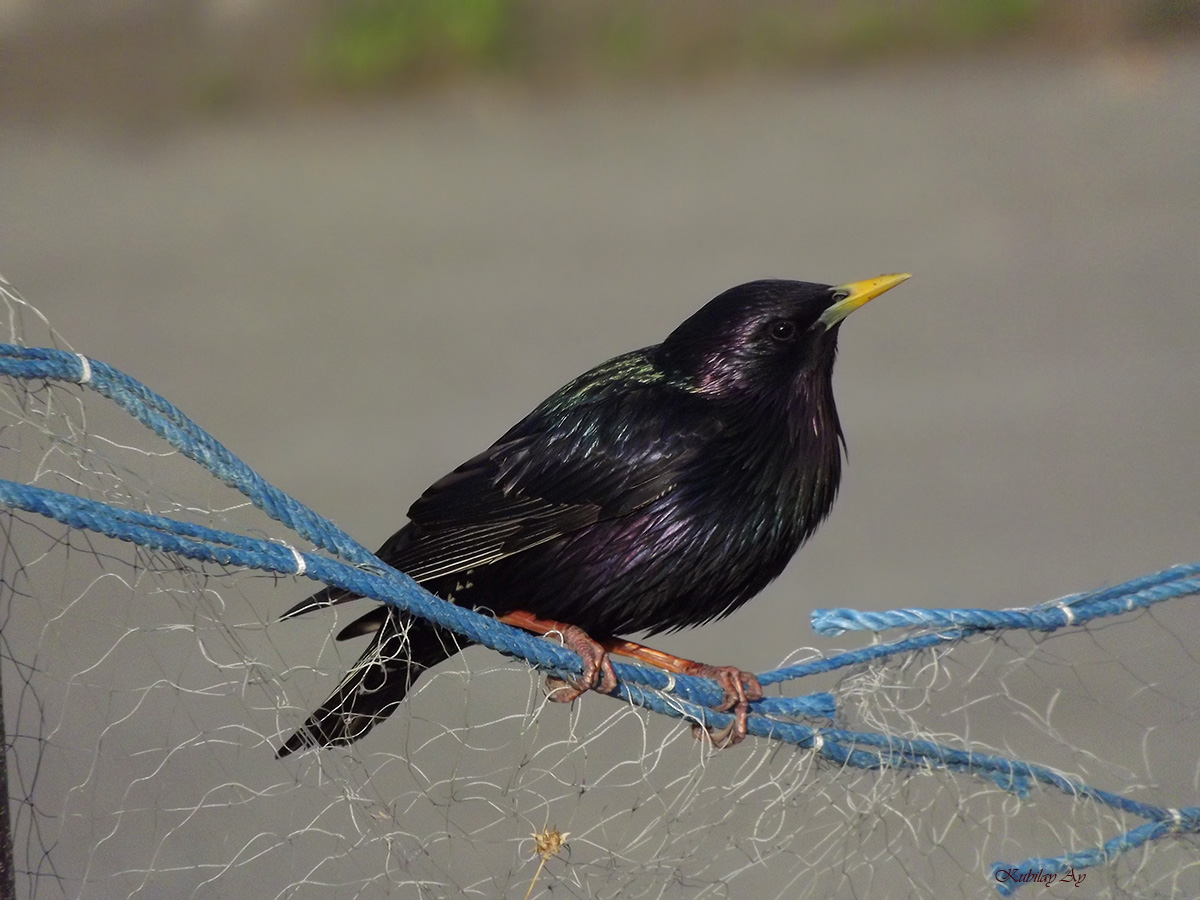 Common Starling