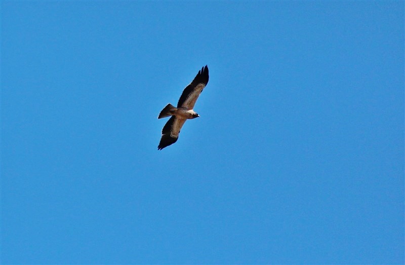 Küçük Kartal