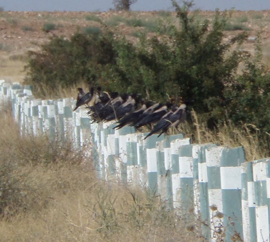 Leş Kargası