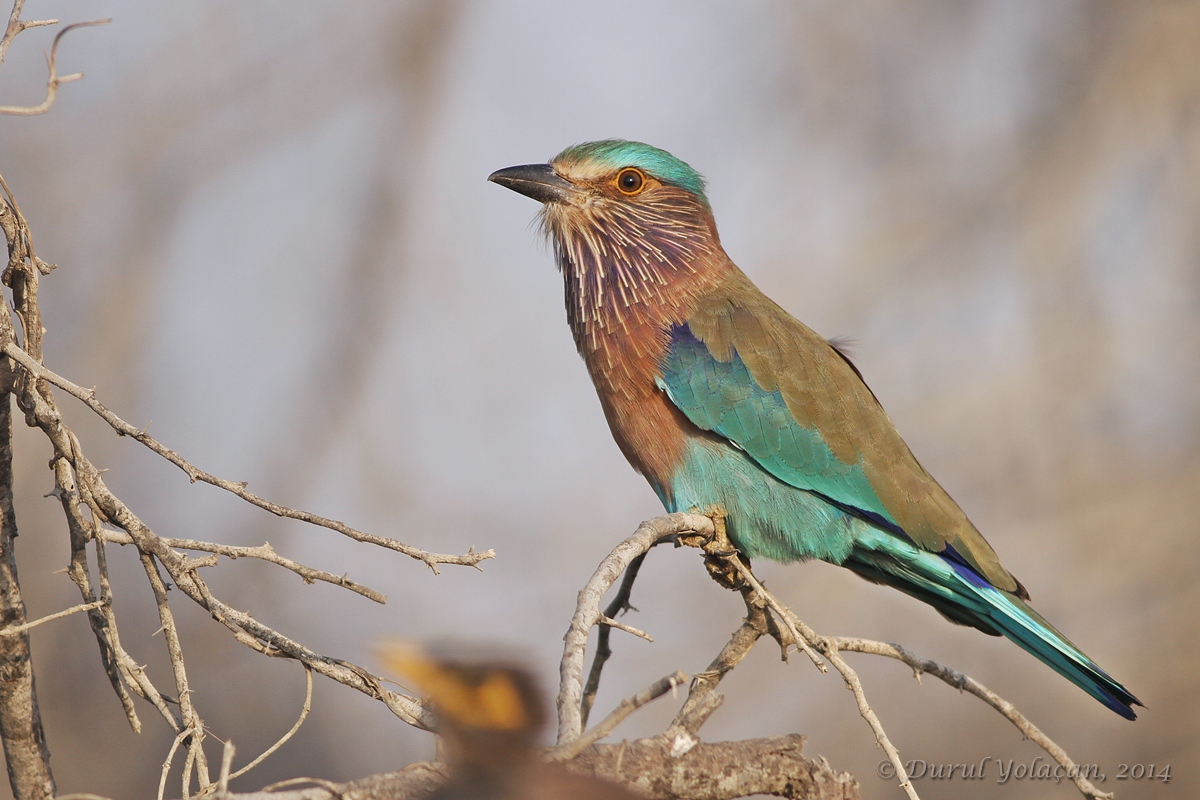 Indian Roller
