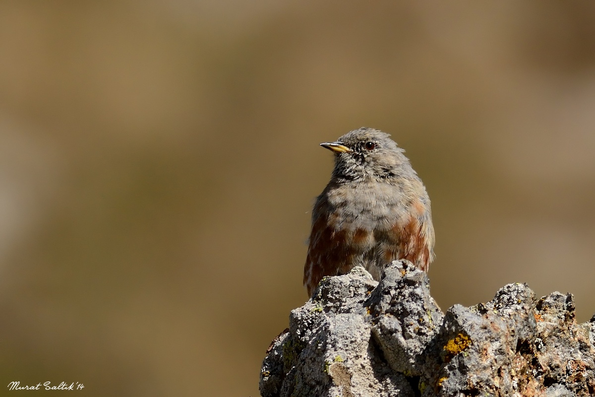Alpine Accentor