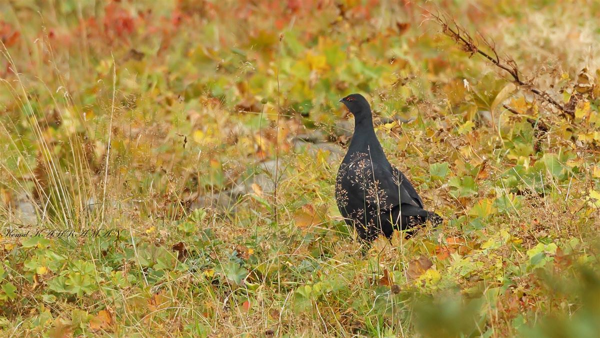 Caucasian Grouse
