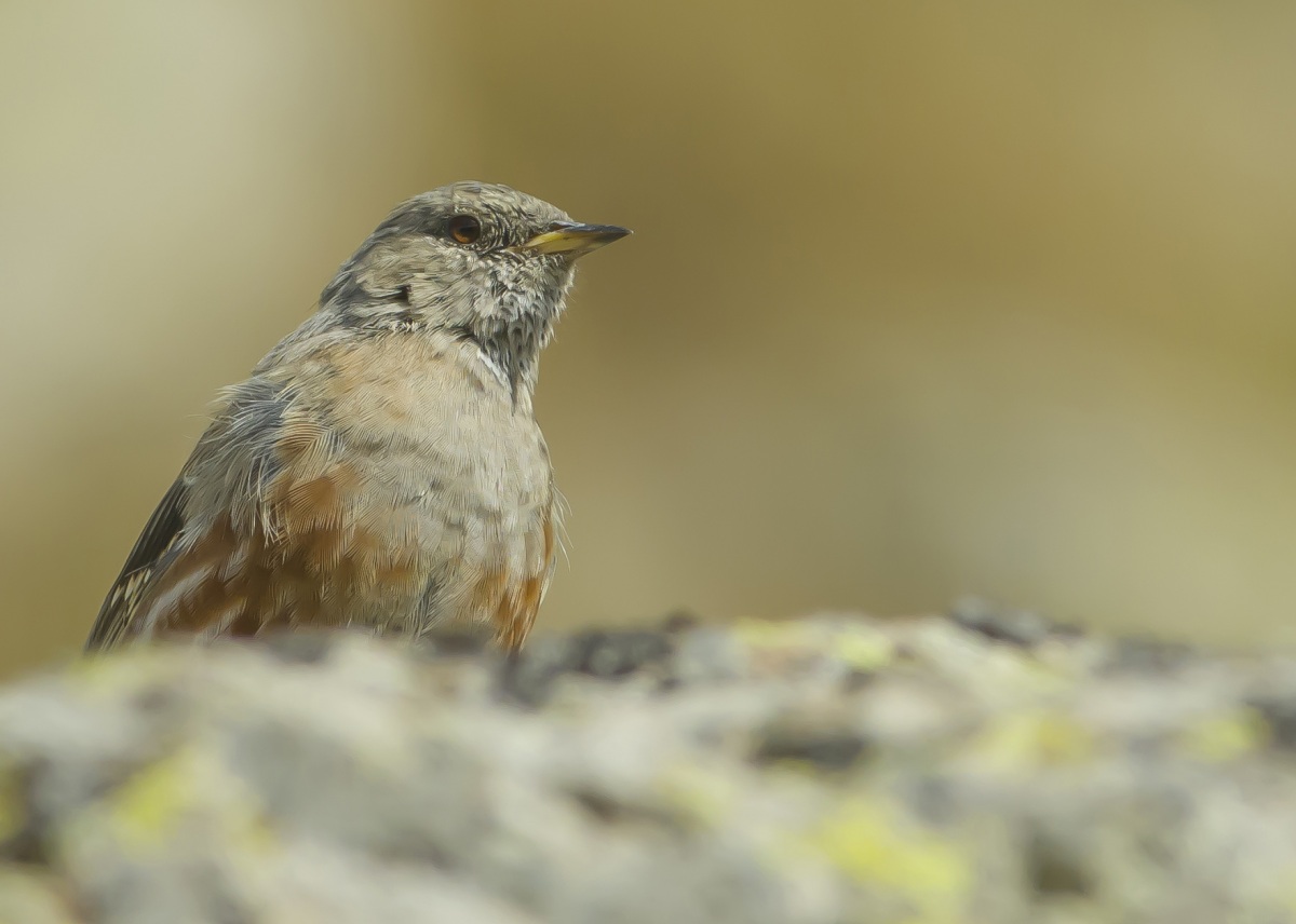 Alpine Accentor