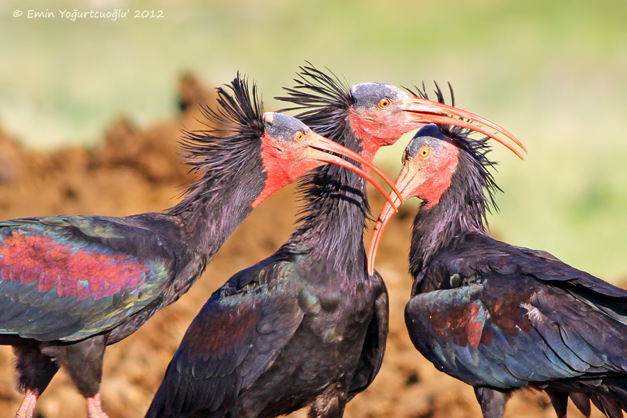 Northern Bald Ibis