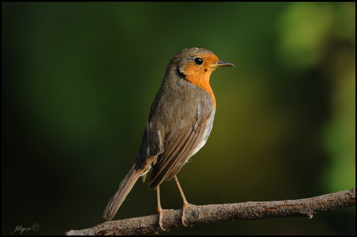 European Robin