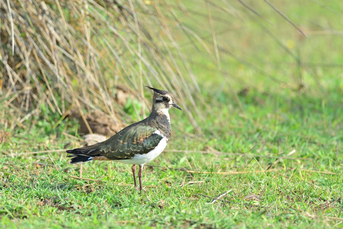 Northern Lapwing