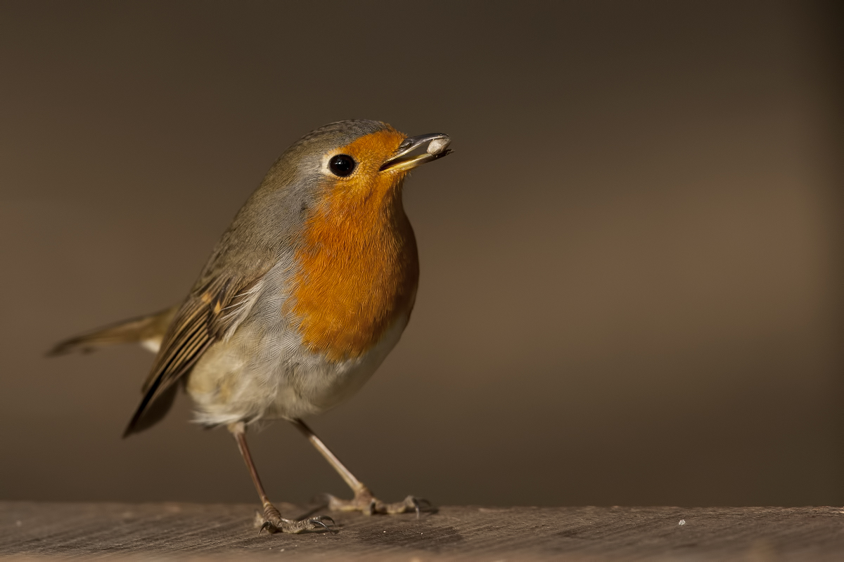 European Robin