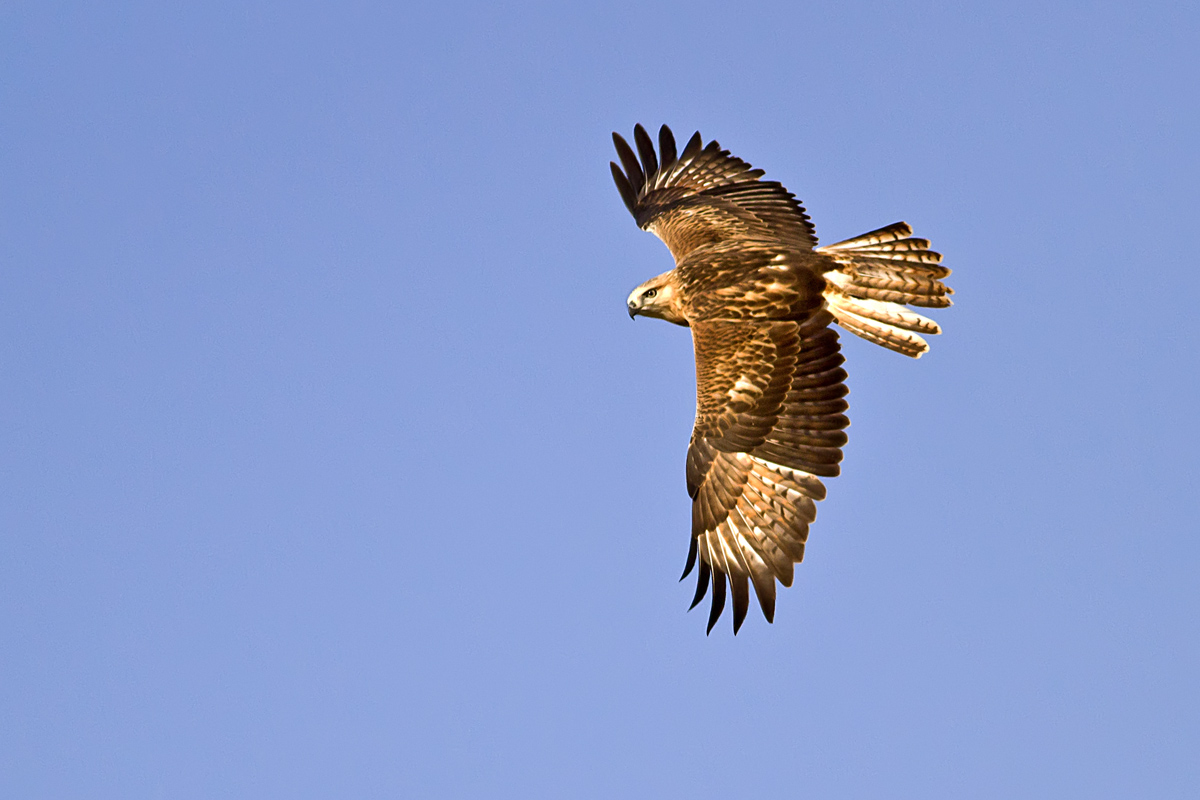 Long-legged Buzzard