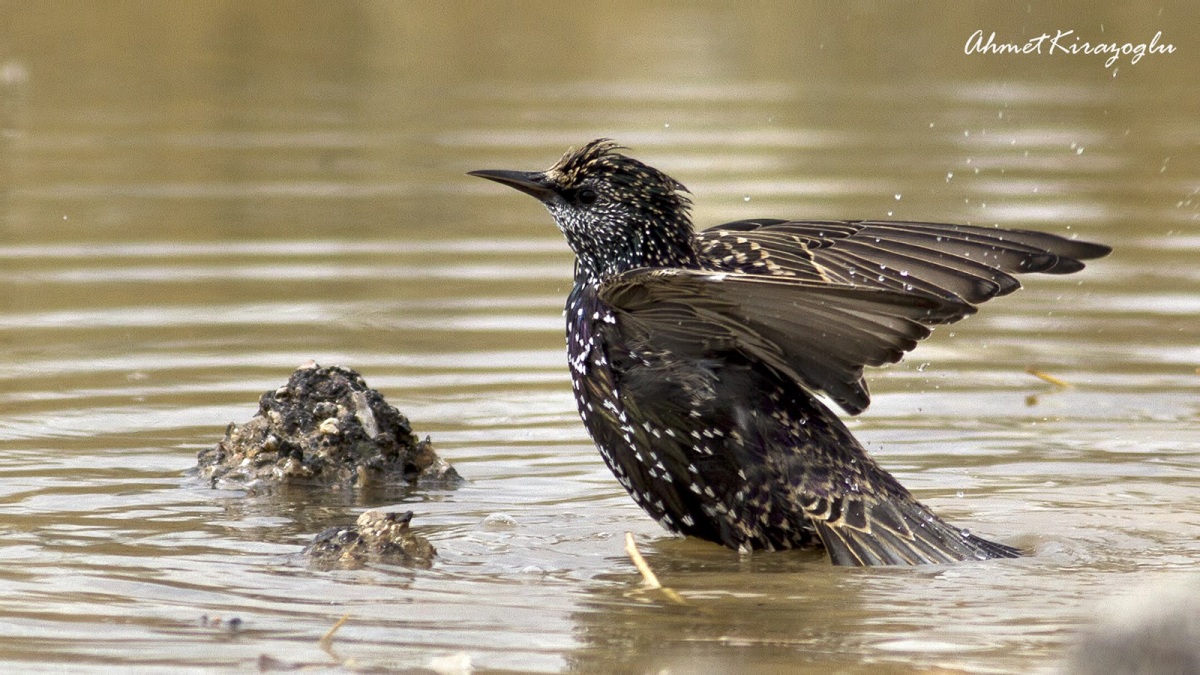 Common Starling