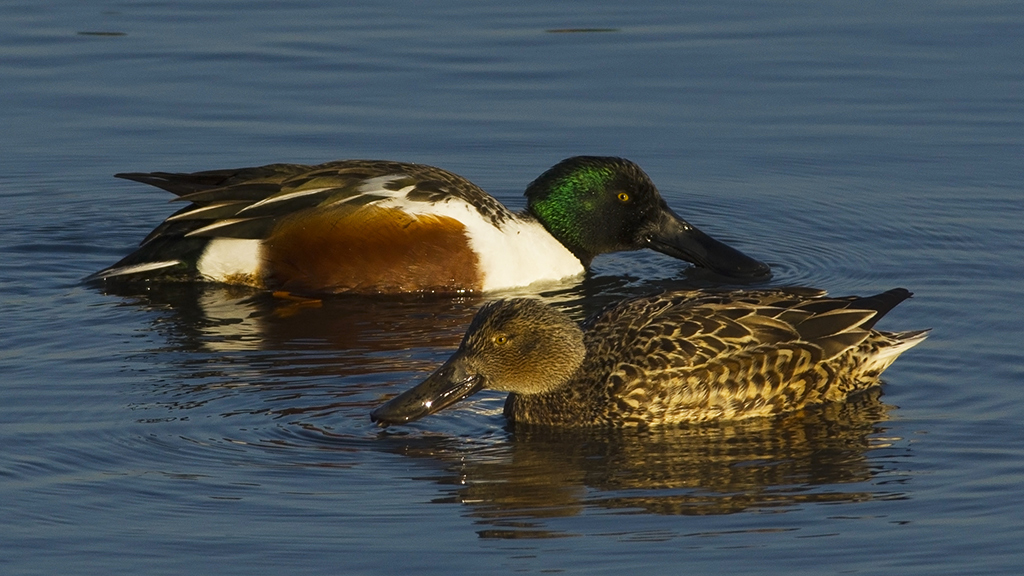 Northern Shoveler