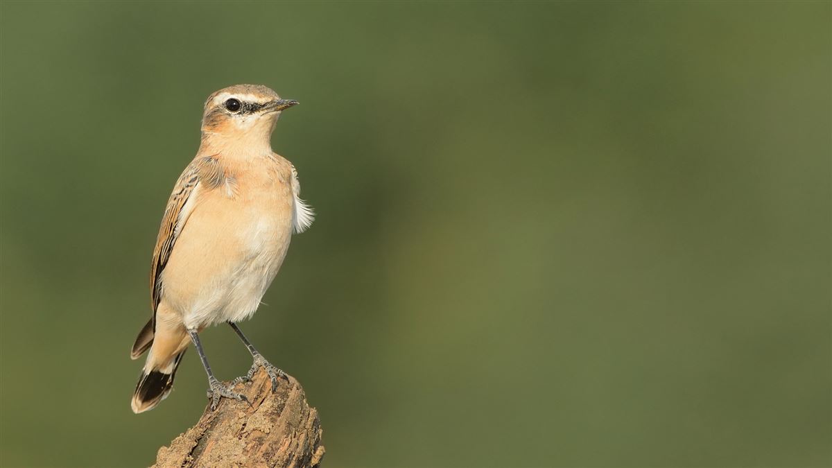 Northern Wheatear