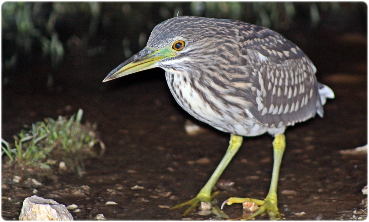 Black-crowned Night Heron