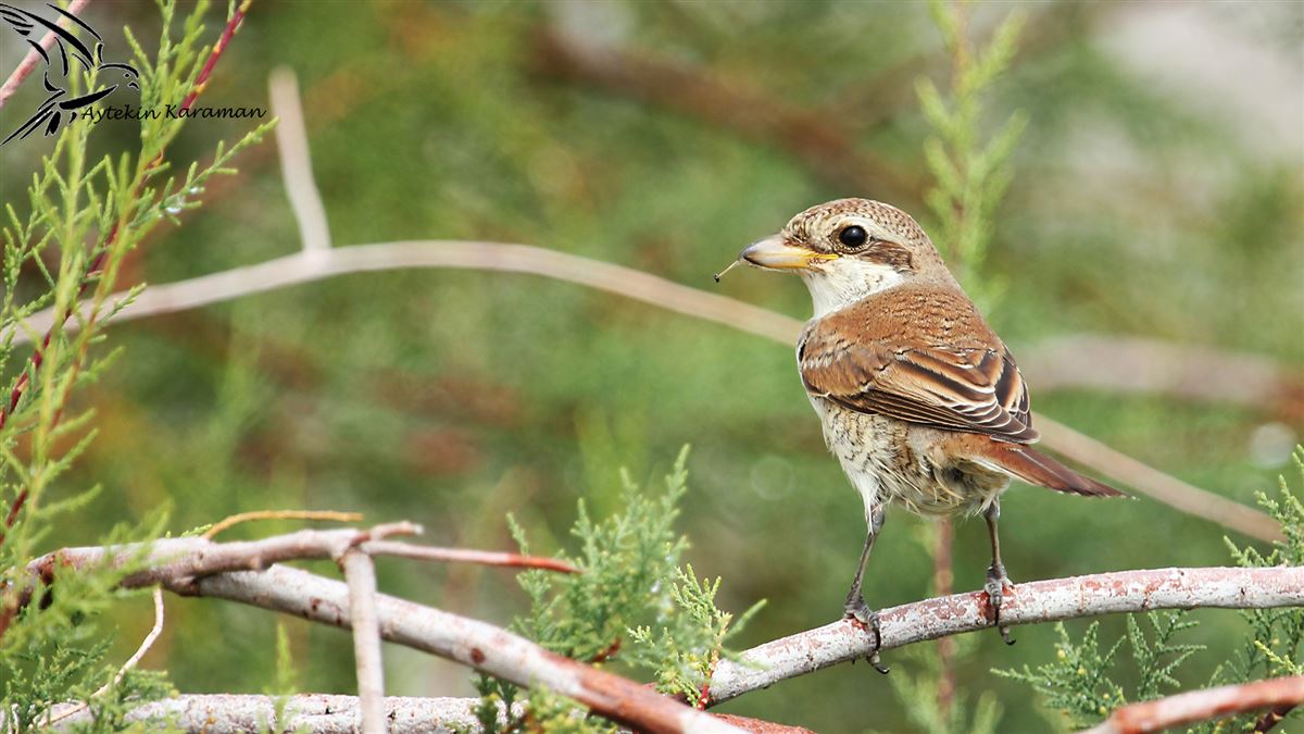 Red-backed Shrike