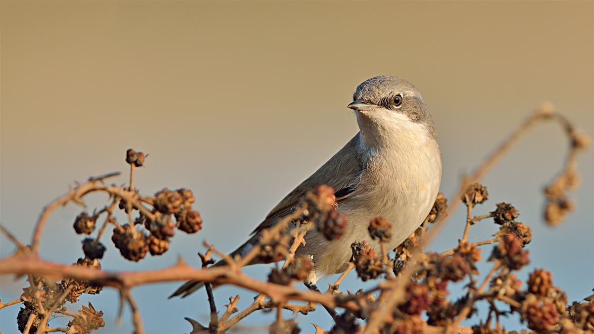 Lesser Whitethroat