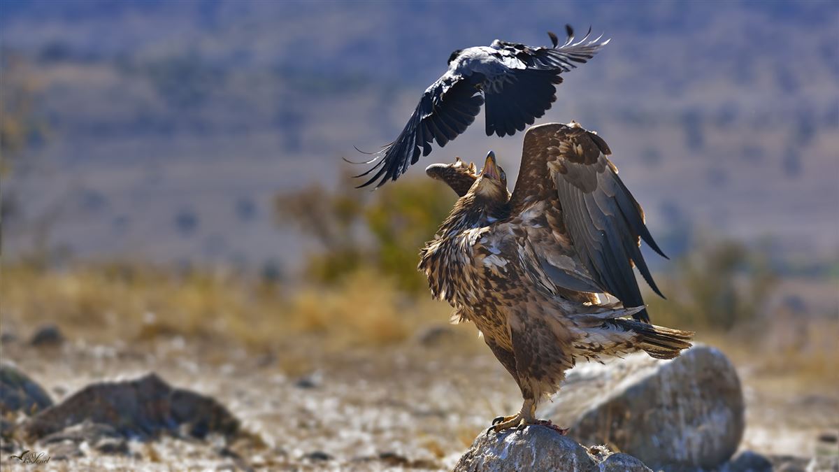 White-tailed Eagle