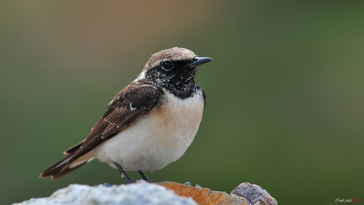 Pied Wheatear