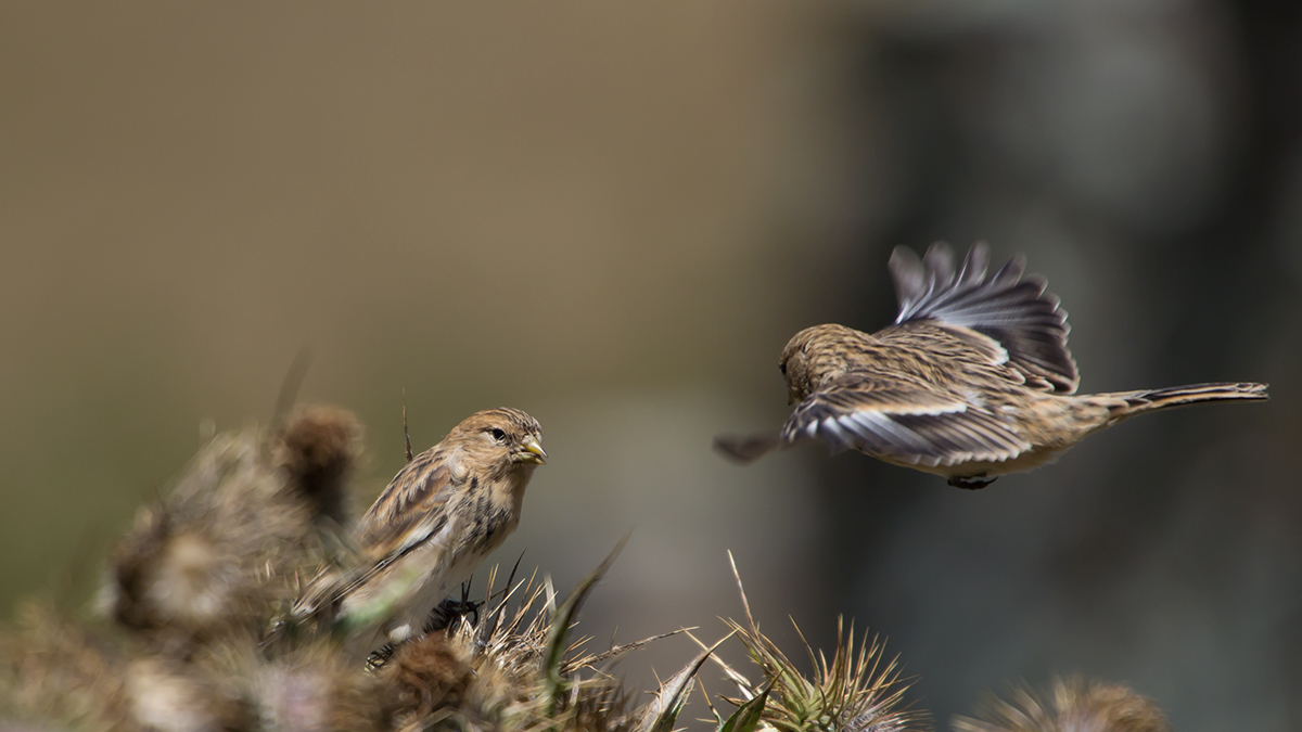 Twite